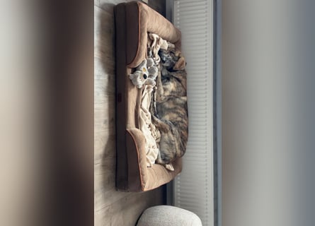 Draghino: es sollte nicht sein