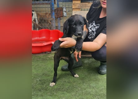 Dana - kleines Hundekind sucht Menschen fürs Leben