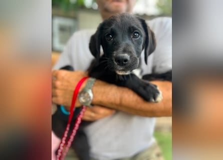Dana - kleines Hundekind sucht Menschen fürs Leben