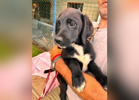Dana - kleines Hundekind sucht Menschen fürs Leben