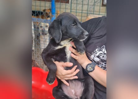 Dana - kleines Hundekind sucht Menschen fürs Leben