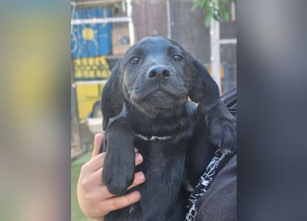 Dorelia - kleine Herzenshündin sucht ihren Platz