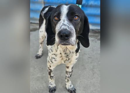 Samara - fast verhungert sucht endlich ihre Menschen