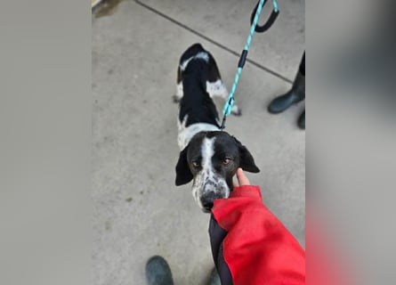 Samara - fast verhungert sucht endlich ihre Menschen