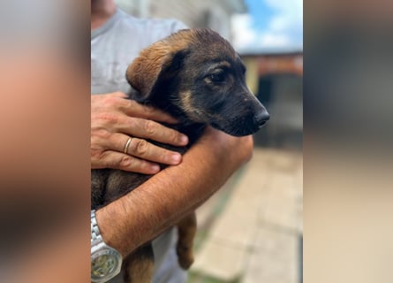 Diana - kleine Zaubermaus sucht ihre Familie