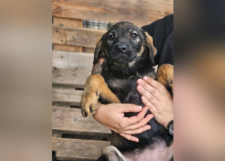 Diana - kleine Zaubermaus sucht ihre Familie