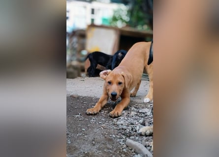 Zeus sucht ein Zuhause