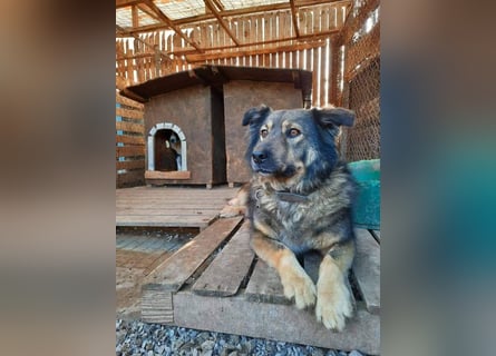 Reks - wartet seit 4 Jahren