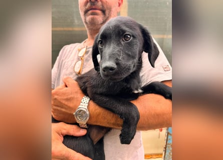 Dorelia - kleine Herzenshündin sucht ihren Platz