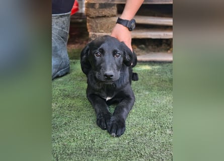Dorelia - kleine Herzenshündin sucht ihren Platz