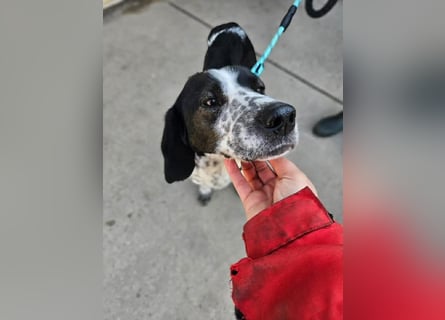 Samara - fast verhungert sucht endlich ihre Menschen