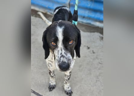 Samara - fast verhungert sucht endlich ihre Menschen