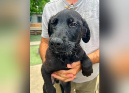 Doogie - kleiner Herzensbrecher sucht Familie