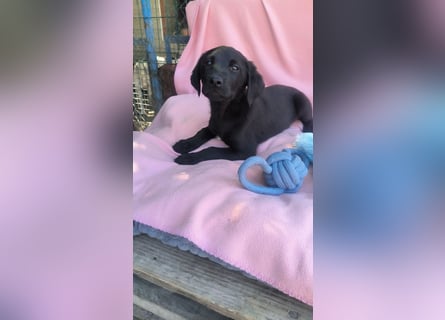 Dorelia - kleine Herzenshündin sucht ihren Platz