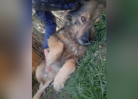 Reks - wartet seit 4 Jahren