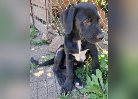 Herra sucht ein Zuhause