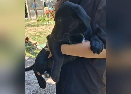 Herra sucht ein Zuhause