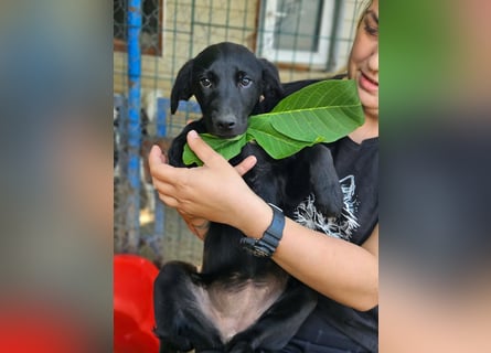 Dorelia - kleine Herzenshündin sucht ihren Platz