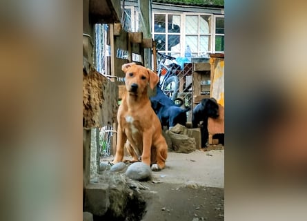 Zeus sucht ein Zuhause