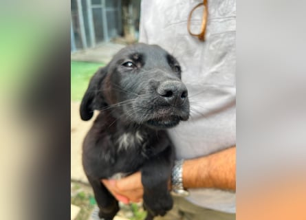 Doogie - kleiner Herzensbrecher sucht Familie