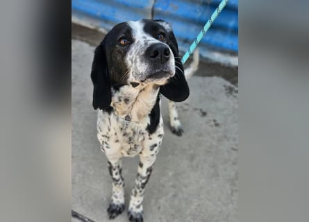 Samara - fast verhungert sucht endlich ihre Menschen