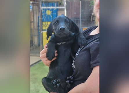 Dorelia - kleine Herzenshündin sucht ihren Platz