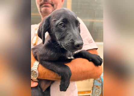 Dorelia - kleine Herzenshündin sucht ihren Platz
