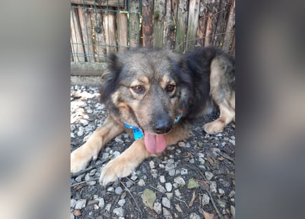 Reks - wartet seit 4 Jahren