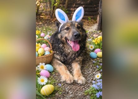 Reks - wartet seit 4 Jahren