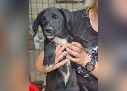 Dana - kleines Hundekind sucht Menschen fürs Leben