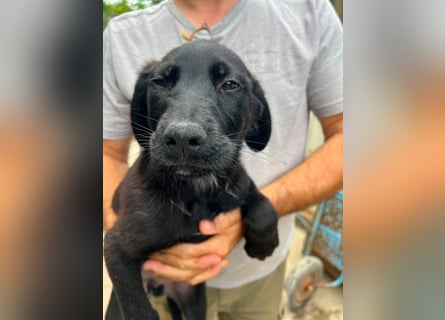Doogie - kleiner Herzensbrecher sucht Familie