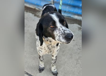 Samara - fast verhungert sucht endlich ihre Menschen