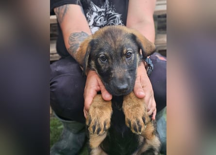 Diana - kleine Zaubermaus sucht ihre Familie