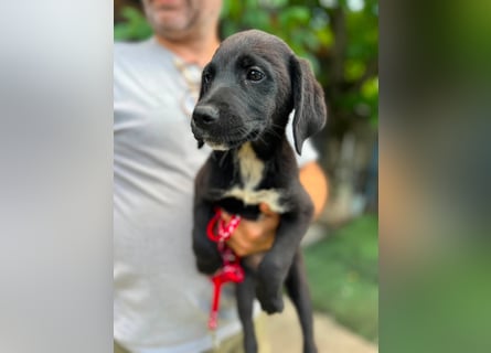 Dana - kleines Hundekind sucht Menschen fürs Leben
