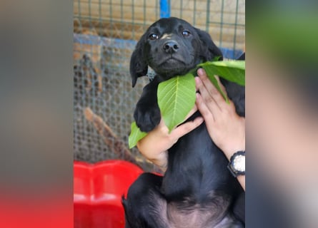 Dorelia - kleine Herzenshündin sucht ihren Platz