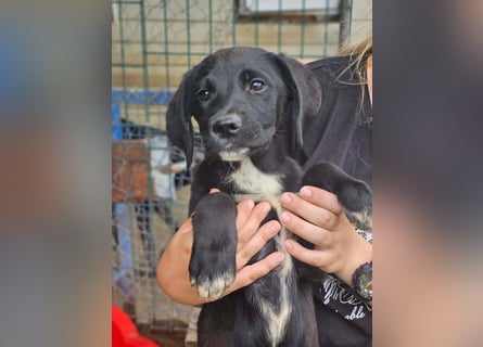 Dana - kleines Hundekind sucht Menschen fürs Leben