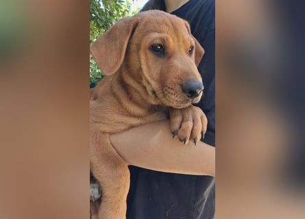 Zeus sucht ein Zuhause