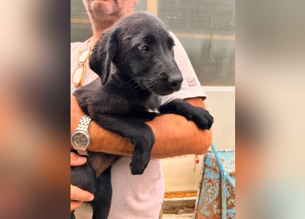 Dorelia - kleine Herzenshündin sucht ihren Platz
