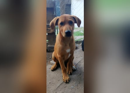 Zeus sucht ein Zuhause