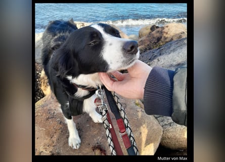 Shollie "Max" (Kastanienfarbener Schäferhund-Border-Collie-Mix); männlich; 21 Monate alt