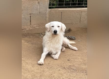 BONNY - der wahrscheinlich liebste Hund der Welt
