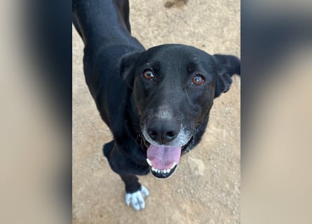 MIDA - der Stress im Rifugio ist zu viel für ihn