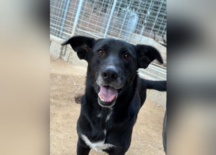 MIDA - der Stress im Rifugio ist zu viel für ihn