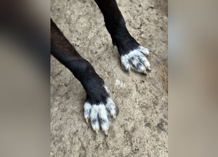 MIDA - der Stress im Rifugio ist zu viel für ihn