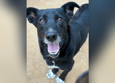 MIDA - der Stress im Rifugio ist zu viel für ihn
