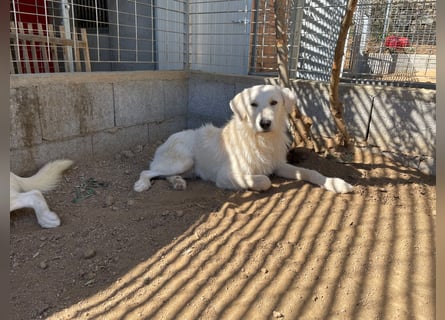 BONNY - der wahrscheinlich liebste Hund der Welt