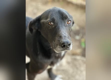 MIDA - der Stress im Rifugio ist zu viel für ihn