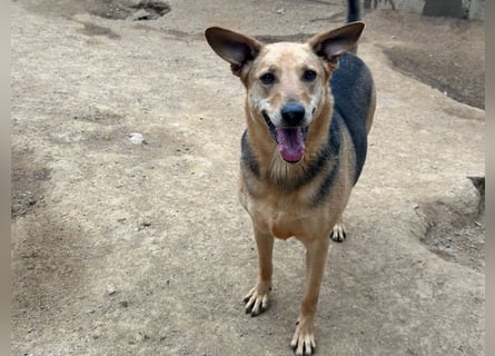 ROSALIE - unser toller Wonneproppen