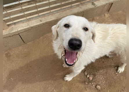 BONNY - der wahrscheinlich liebste Hund der Welt