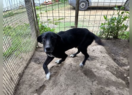 MIDA - der Stress im Rifugio ist zu viel für ihn